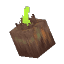 Plant Seeds Onion