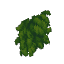 Plant Vine Jungle