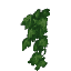 Plant Vine Wall