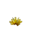 Prototype Cactus Flower Yellow